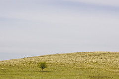 Poljana