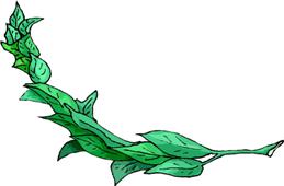 Okras